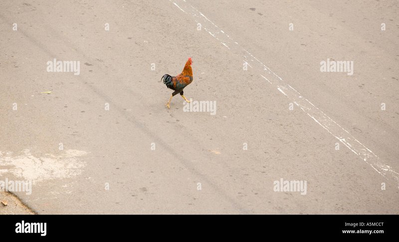 Chicken road, chicken road gokspel